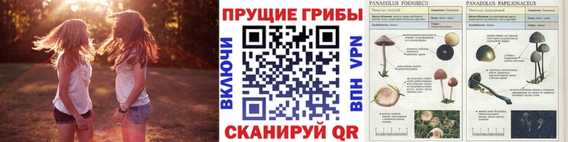 купить наркотики цена  Калининец  Галлюциногенные грибы GOLDEN TEACHER 